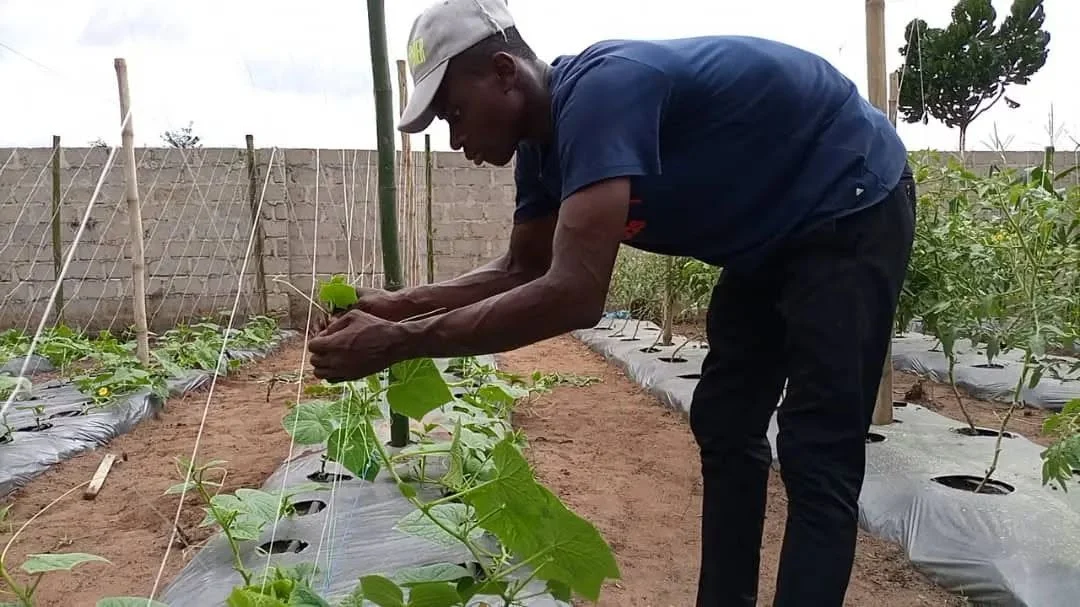 Student staking cucumber vines on a K.A.I. demonstration farm