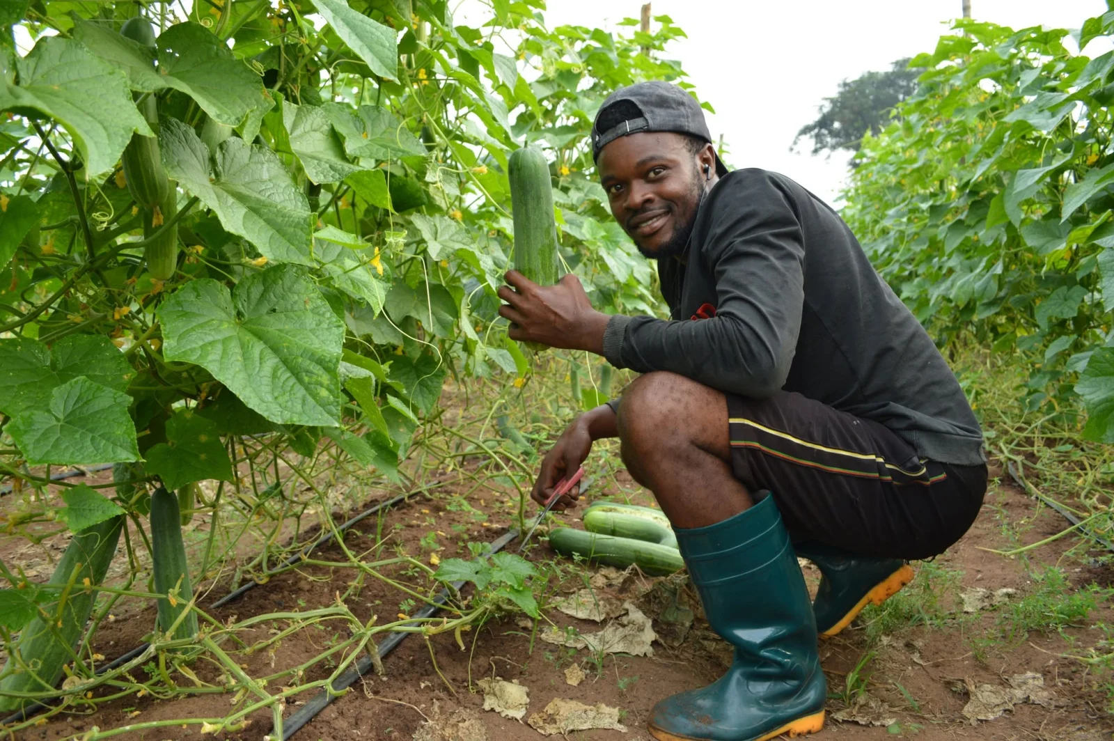 K.A.I. trainee harvesting cucumbers