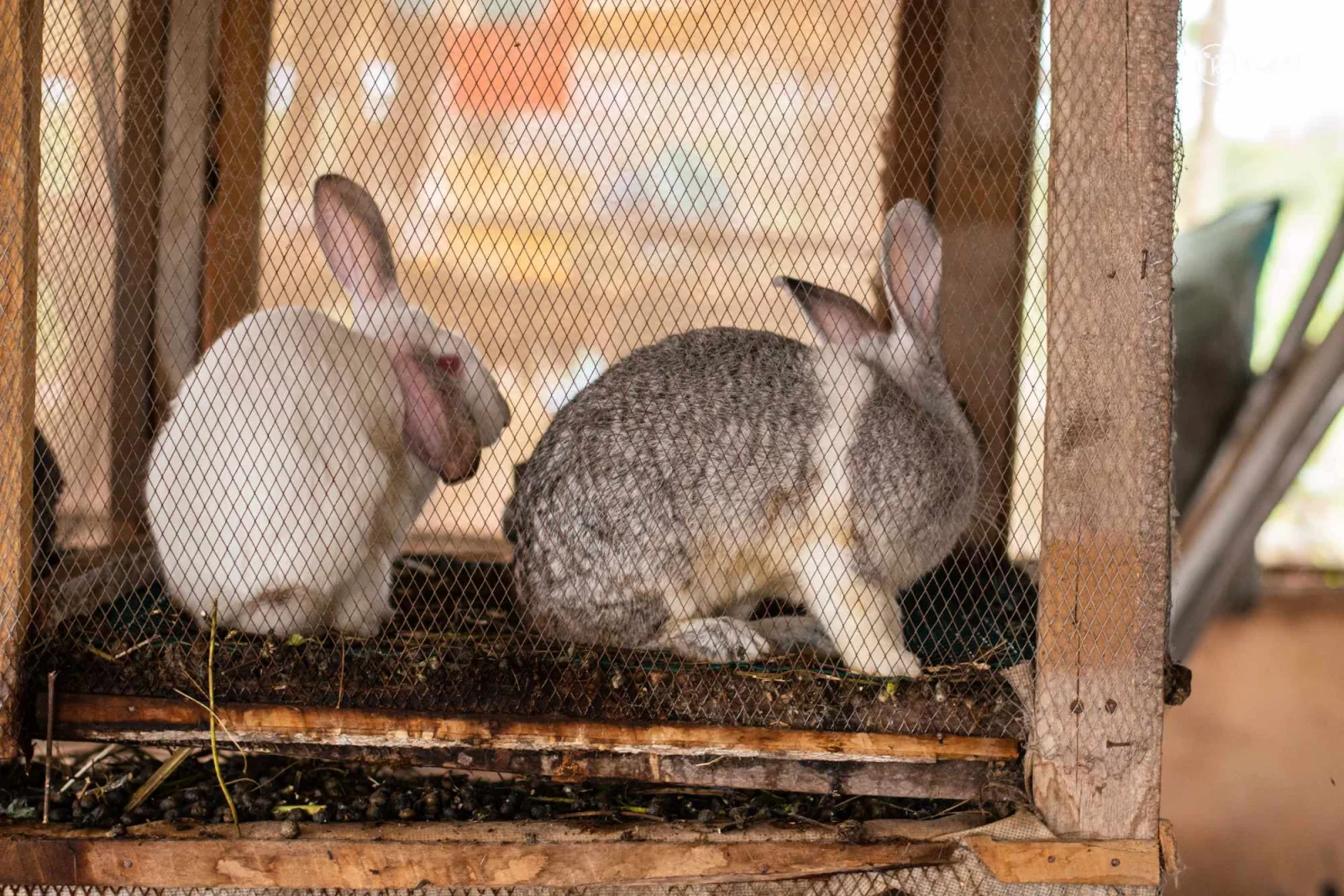 Rabbits at a K.A.I. livestock training pen