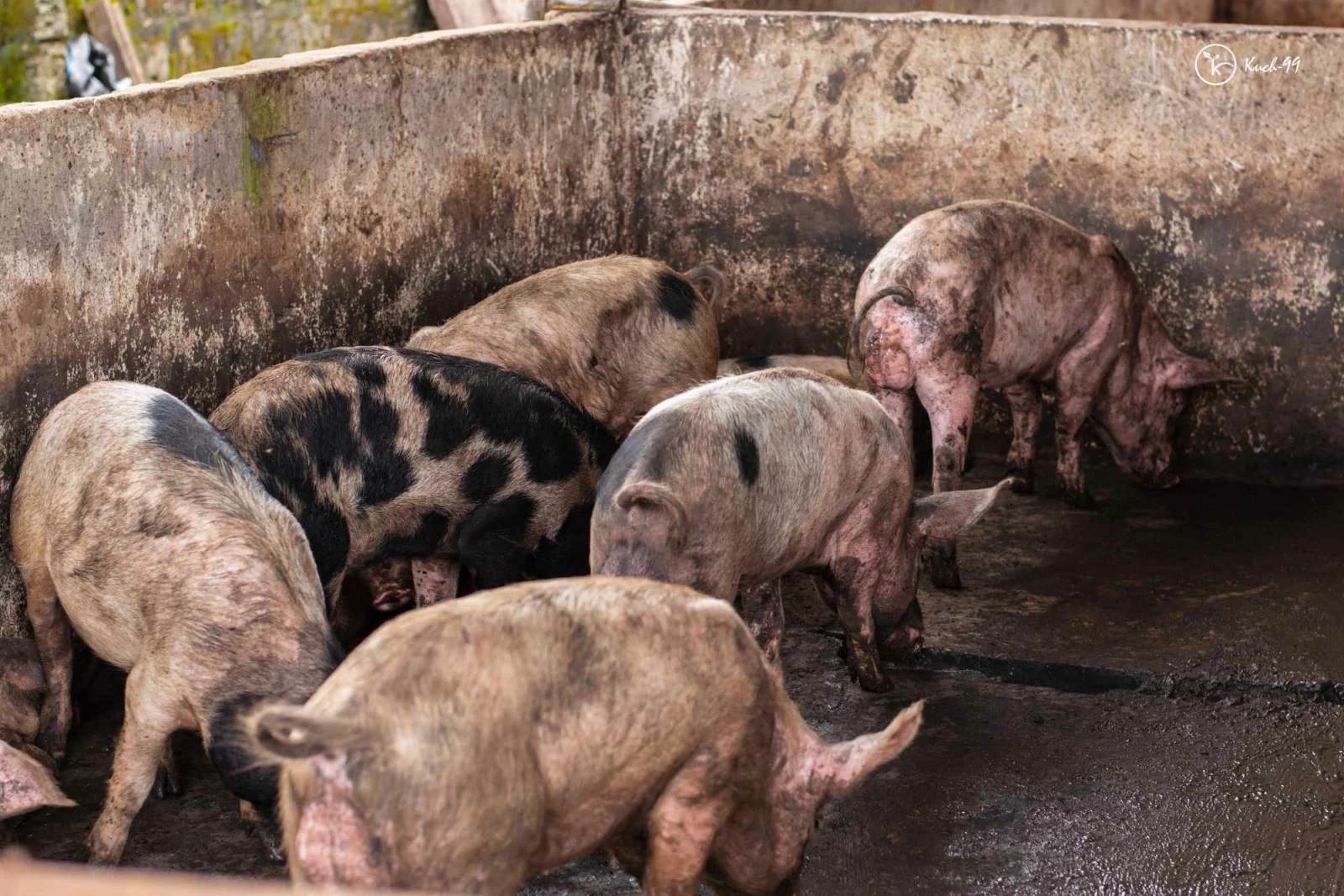 Livestock in pens at a K.A.I. demonstration farm