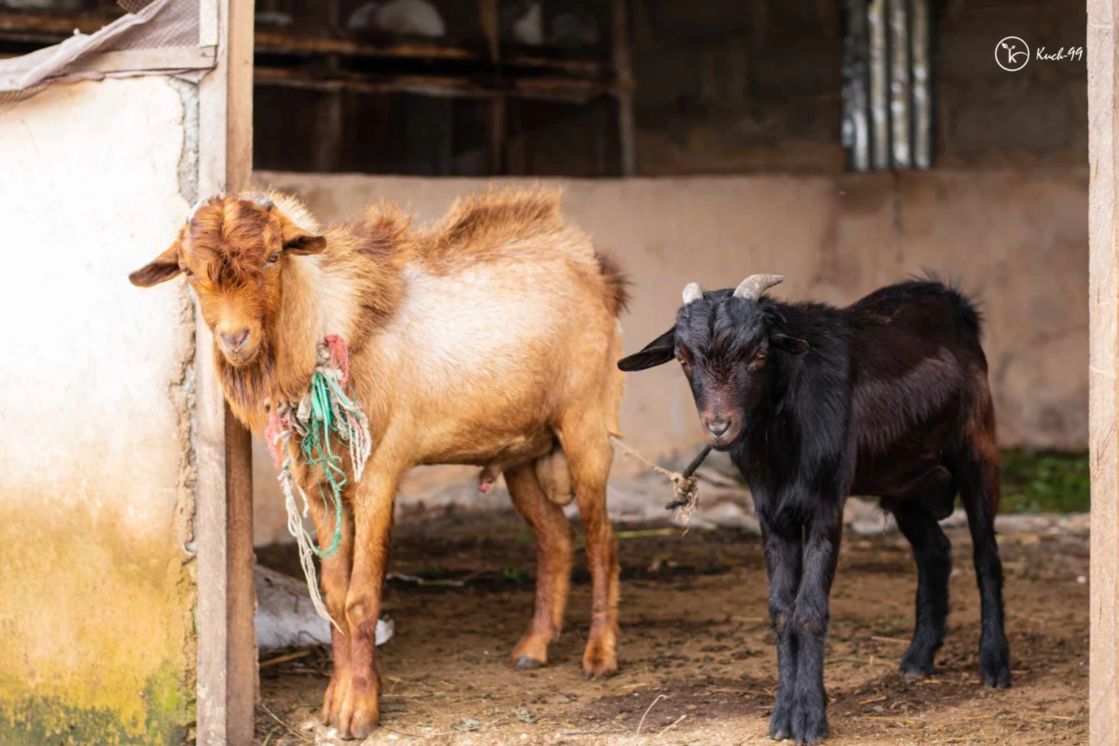 Goats at a K.A.I. livestock pen
