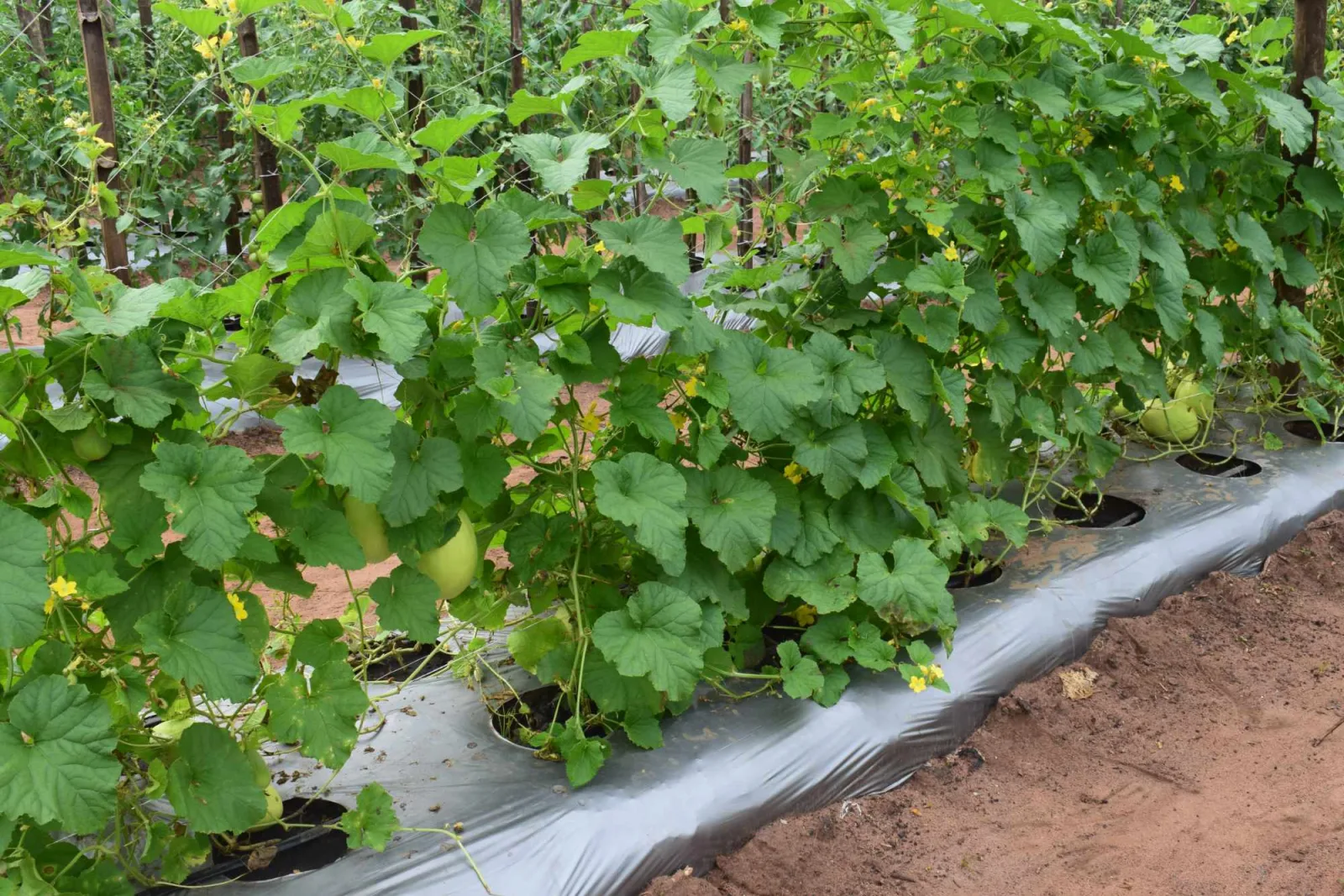 K.A.I. demonstration farm crop rows
