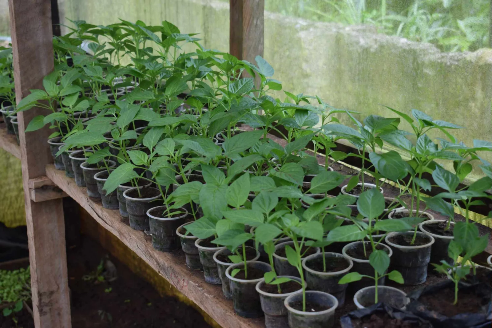 Pepper seedlings in a K.A.I. nursery
