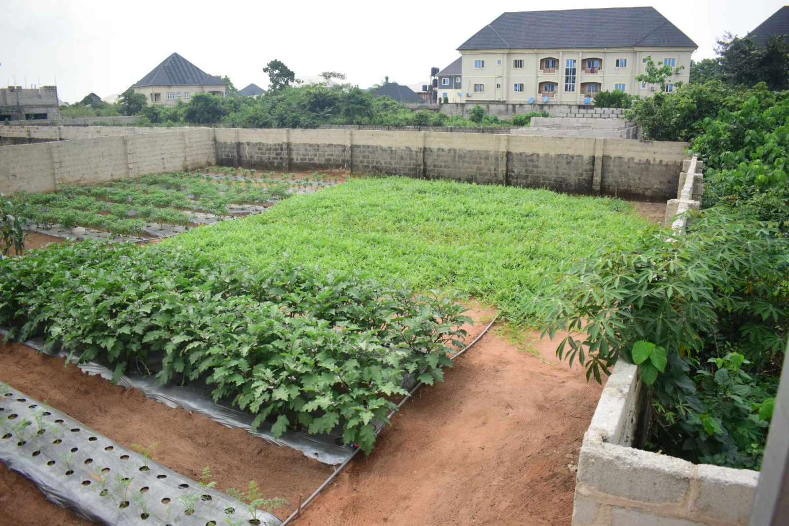 Aerial view of a K.A.I. demonstration farm plot with mulched crop beds