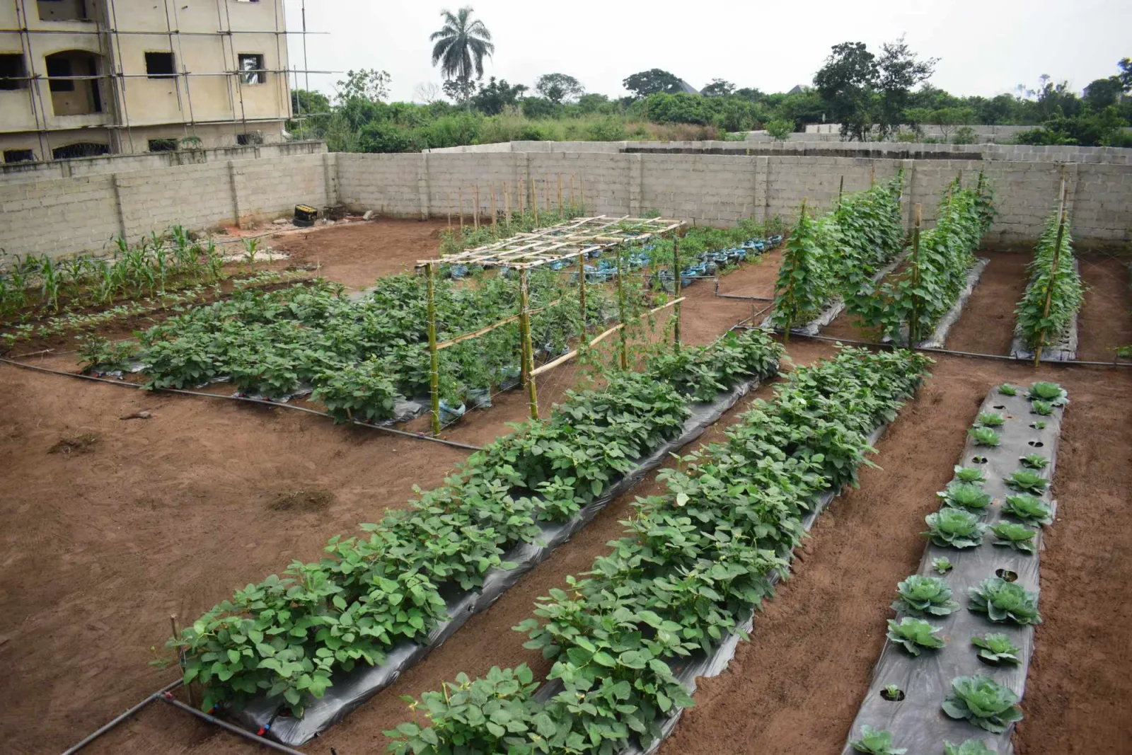 Aerial view of a K.A.I. demonstration farm with trellised crop rows