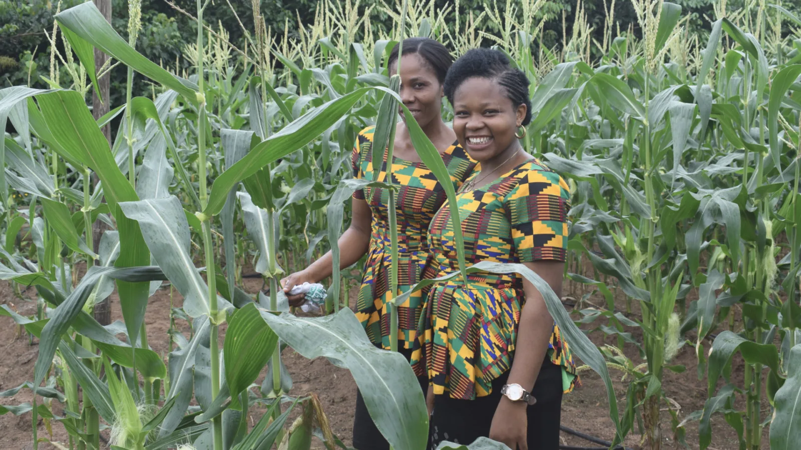 Trainees in a K.A.I. cornfield