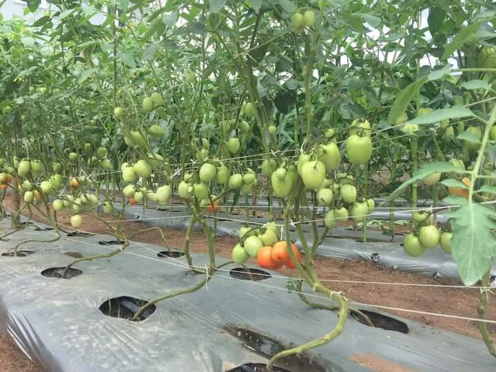 Rows of tomato plants ready for value addition training